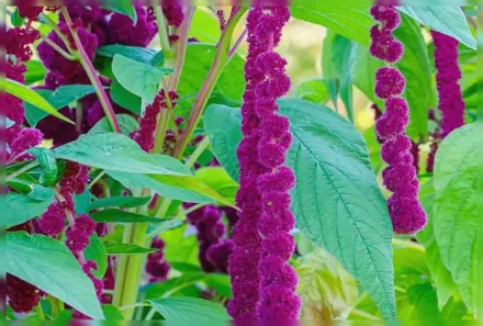 Dreadlocks Amaranthus caudatus / Амарант звисаючий Дредлокс