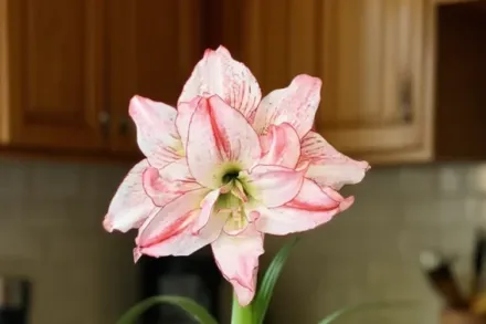 Амариліс Афродіта / Amaryllis Aphrodite