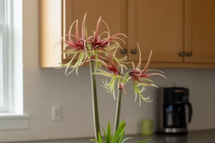 Амариліс Чіко / Amaryllis Chico