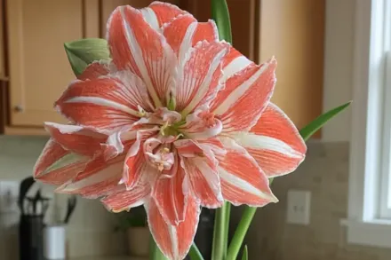 Амариліс Дабл Рекорд / Amaryllis Double Record