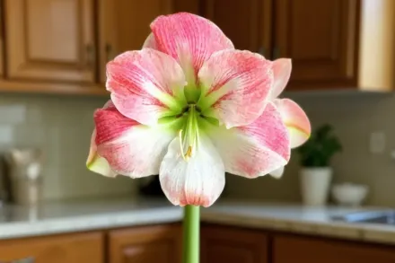 Амариліс Епл Блоссом / Amaryllis Apple Blossom