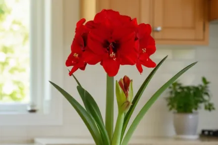 Амариліс Феррарі / Amaryllis Ferrari