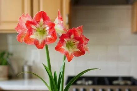 Амариліс Мінерва / Amaryllis Minerva