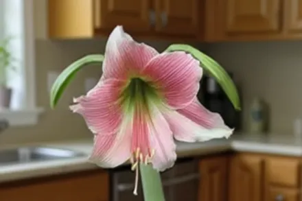 Амариліс Місті / Amaryllis Misty