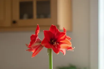 Амариліс Пінк Сюрпрайз / Amaryllis Pink Surprise
