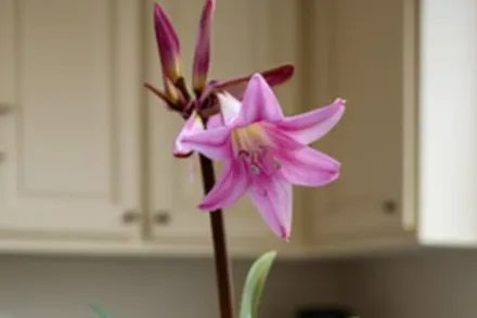 Амариліс прекрасний / Amaryllis belladonna