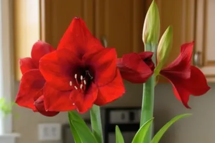 Амариліс Ред Лайон / Amaryllis Red Lion