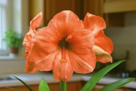 Амариліс Рілона / Amaryllis Rilona