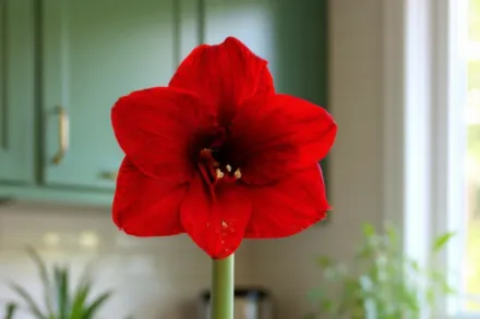 Амариліс Роял Велвет / Amaryllis Royal Velvet
