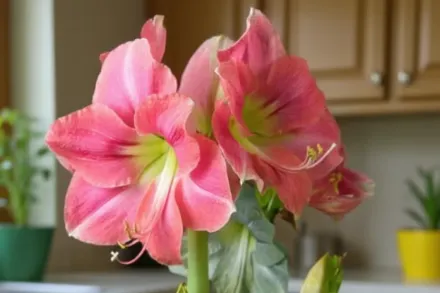 Амариліс Розалі / Amaryllis Rosalie