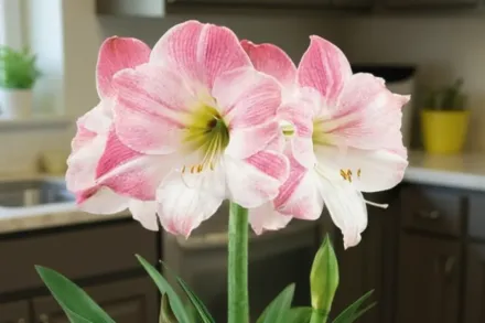 Амариліс Розі Стар / Amaryllis Rosy Star
