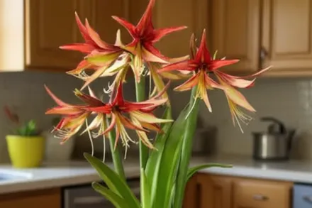 Амариліс Суматра / Amaryllis Sumatra