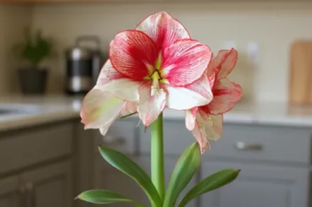 Амариліс Темптейшн / Amaryllis Temptation