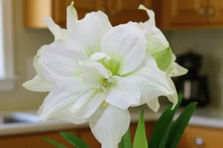 Амариліс Вайт Німф / Amaryllis White Nymph