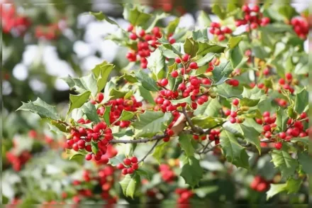 Американський падуб / Ilex opaca