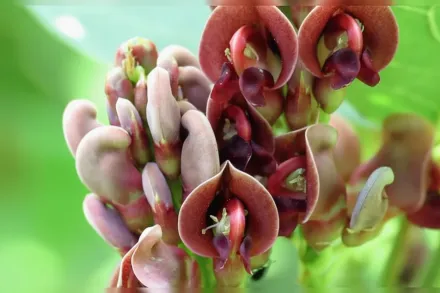 Apios americana /  Американський земляний горіх