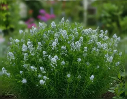 Амсонія Хабрітча / Amsonia hubrichtii