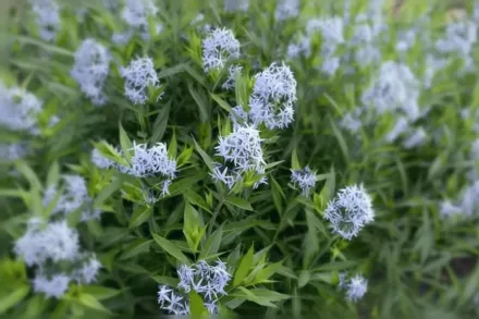 Амсонія табермонтана / Amsonia tabernaemontana