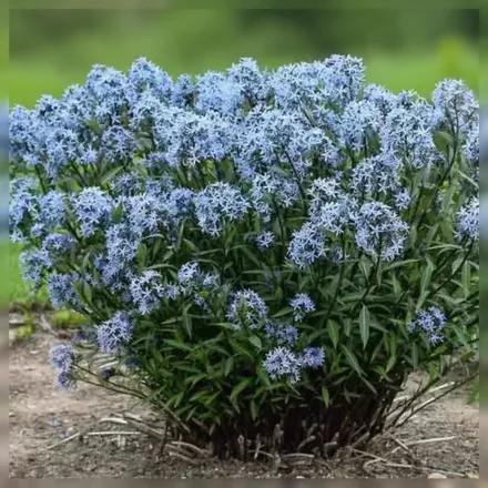 Амсонія табернемонтана Сторм Клауд / Amsonia tabernaemontana Storm Cloud