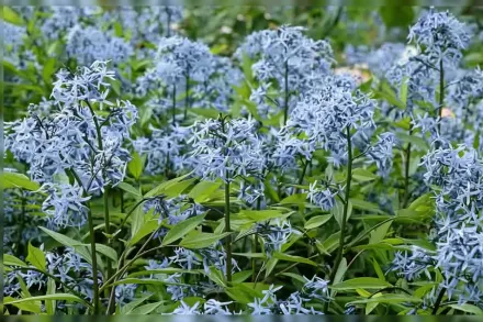 Амсонія табернемонтана вар. салісіфолія / Amsonia tabernaemontana var. salicifolia