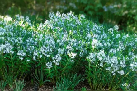 Амсонія війчаста / Amsonia ciliata