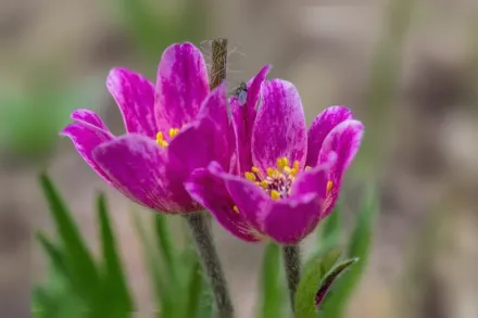 Анемона багатороздільна / Anemone multifida