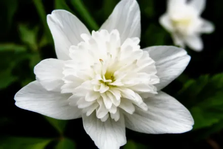 Анемона дібровна Альба Плена / Anemone nemorosa Alba Plena
