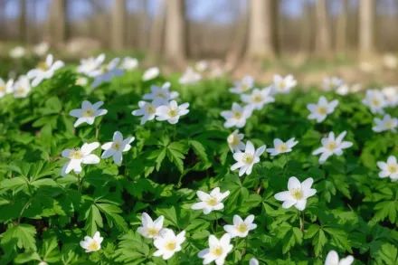 Анемона дібровна Альба / Anemone nemorosa Alba