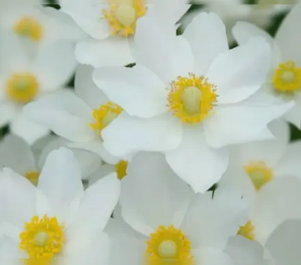 Анемона дібровна Мадонна / Anemone sylvestris Madonna