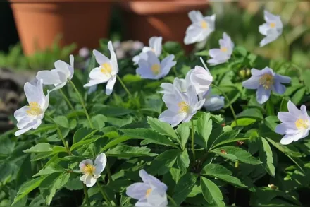 Анемона дібровна Робінсоніана / Anemone nemorosa Robinsoniana