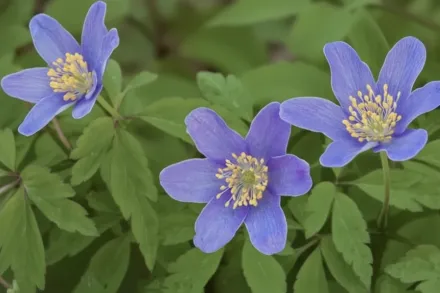Анемона дібровна Роял Блю / Anemone nemorosa Royal Blue