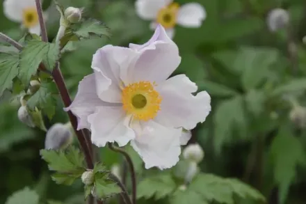 Анемона Дрімінг Свон / Anemone Dreaming Swan
