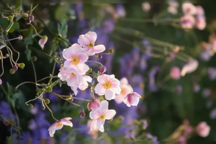 Анемона гібридна Кьонігін Шарлотте / Anemone x hybrida Königin Charlotte