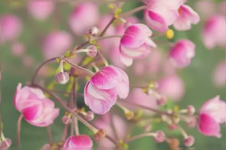 Анемона гібридна Розеншале / Anemone x hybrida Rosenschale