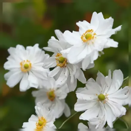 Анемона гібридна Вірлвінд / Anemone x hybrida Whirlwind