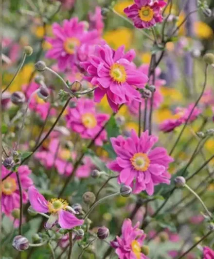 Анемона хупехенська Брессінгем Глоу / Anemone hupehensis Bressingham Glow