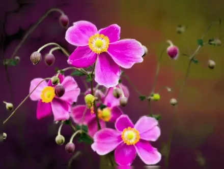 Анемона хупехенська  Хадспен Абанданс / Anemone hupehensis Hadspen Abundance