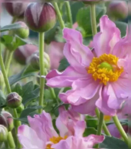 Анемона хупехенська Покахонтас / Anemone hupehensis Pocahontas