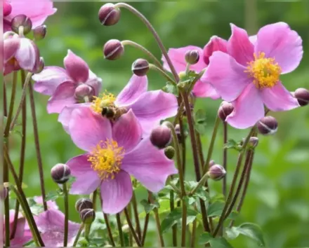 Анемона хупехенська Прекокс / Anemone hupehensis Praecox