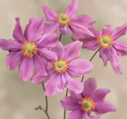 Анемона хупехенська Прінц Генріх / Anemone hupehensis Prinz Heinrich