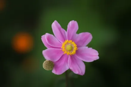 Анемона хупехенська вар. Японіка Паміна / Anemone hupehensis var Japonica Pamina