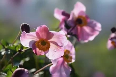 Анемона хупехенська вар. Японіка Спленденс / Anemone hupehensis var Japonica Splendens
