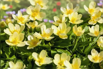 Анемона лейпцизька / Anemone x lipsiensis