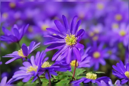 Анемона ніжна Блу Шейдс / Anemone blanda Blue Shades