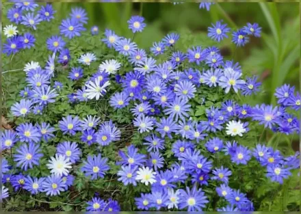 Анемона ніжна Блу Стар / Anemone blanda Blue Star