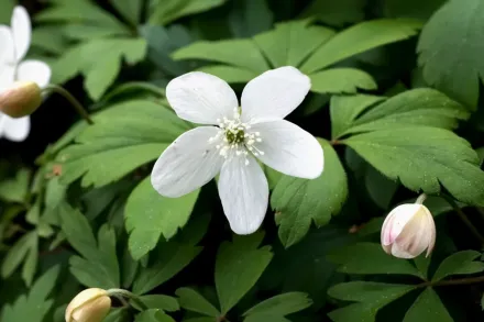 Анемона п’ятилопатева / Anemone quinquefolia