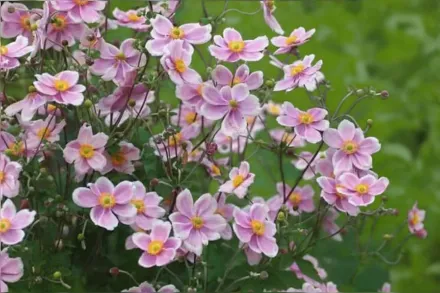 Анемона повстиста Робустіссіма / Anemone tomentosa Robustissima