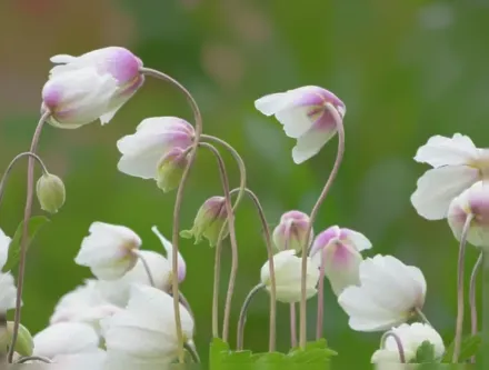 Анемона сільвестріс / Anemone sylvestris