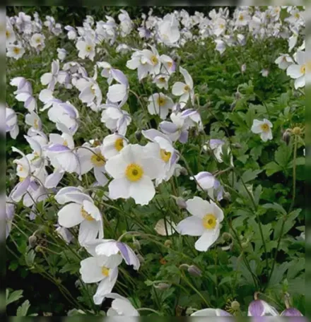 Анемона Вайлд Свон / Anemone Wild Swan