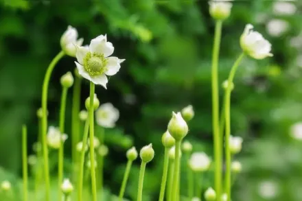 Анемона віргінська / Anemone virginiana